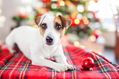 Noel ağacının yanındaki köpek.