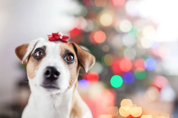 Hund in der Nähe von Weihnachtsbaum — Stockfoto