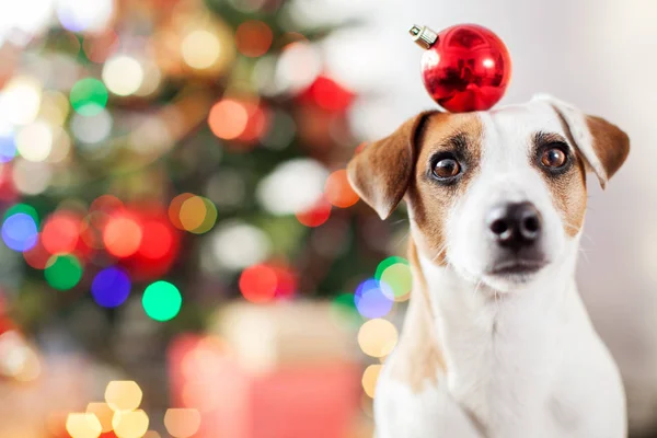 Hund in der Nähe von Weihnachtsbaum — Stockfoto