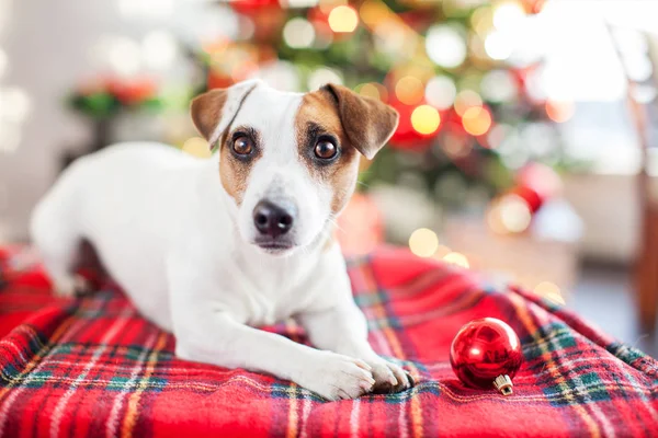 クリスマスツリー近くの犬 — ストック写真