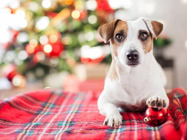 Hund in der Nähe von Weihnachtsbaum — Stockfoto