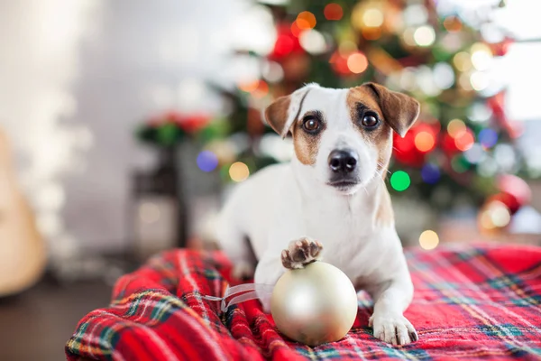 Noel ağacının yanındaki köpek. — Stok fotoğraf