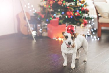 Noel ağacının yanındaki köpek.