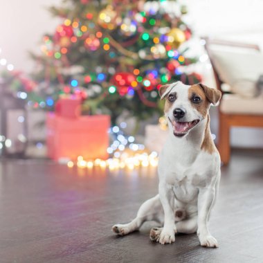Noel ağacının yanındaki köpek.
