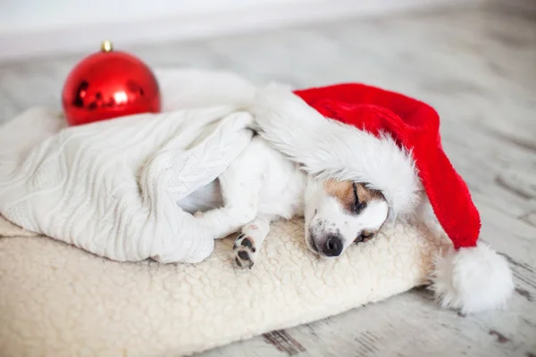 Spící pes ve vánočním klobouku — Stock fotografie
