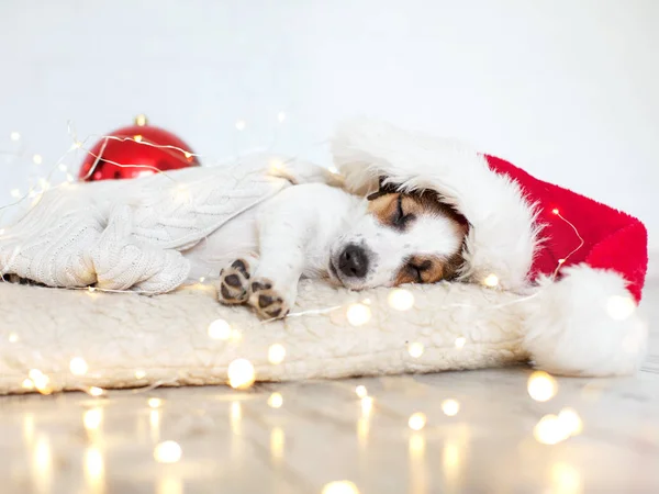 Cão adormecido em chapéu de Natal — Fotografia de Stock