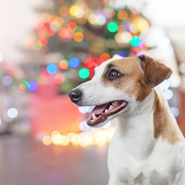 Hund in der Nähe von Weihnachtsbaum — Stockfoto