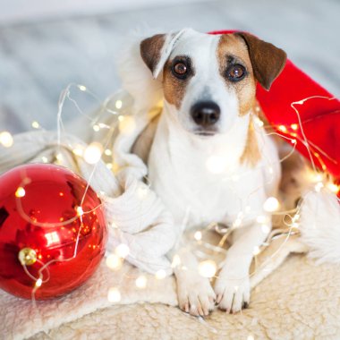 Noel ağacının yanındaki köpek.