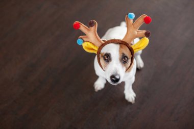 Noel ağacının yanındaki köpek.