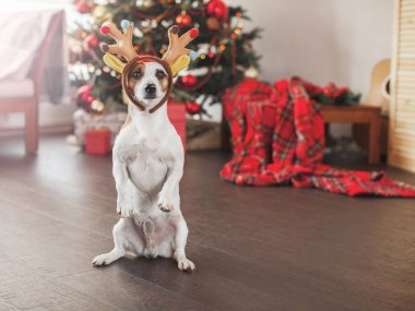 Noel ağacının yanındaki köpek.