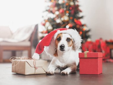 Noel ağacının yanındaki köpek.