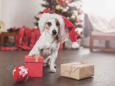 Noel ağacının yanındaki köpek.
