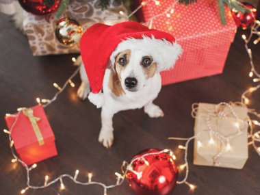 Noel ağacının yanındaki köpek.