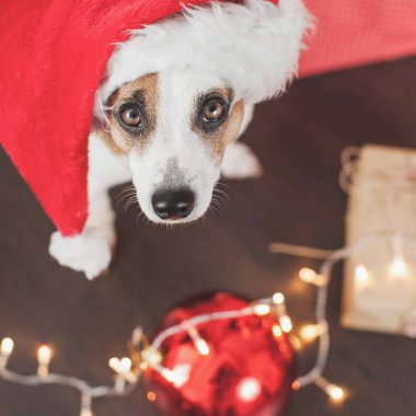 Noel ağacının yanındaki köpek.