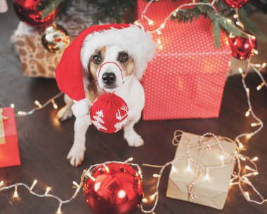 Noel ağacının yanındaki köpek.