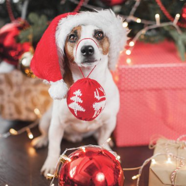 Noel ağacının yanındaki köpek.