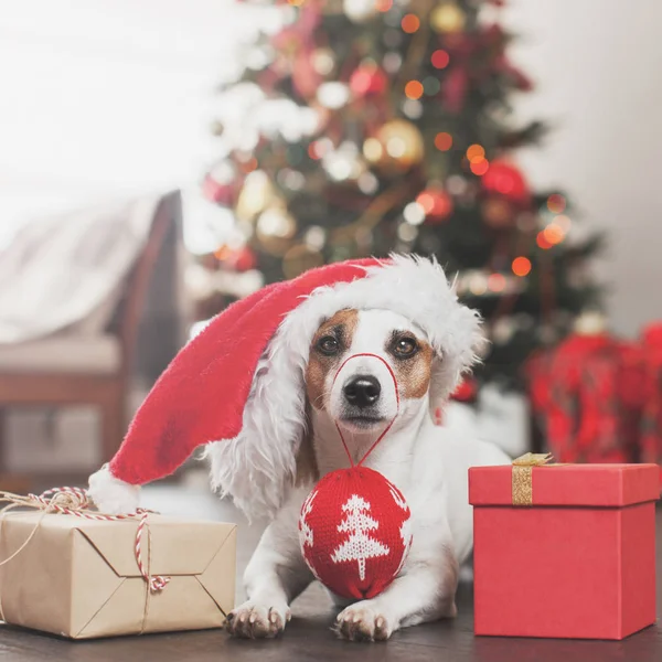 Perro cerca del árbol de Navidad — Foto de Stock