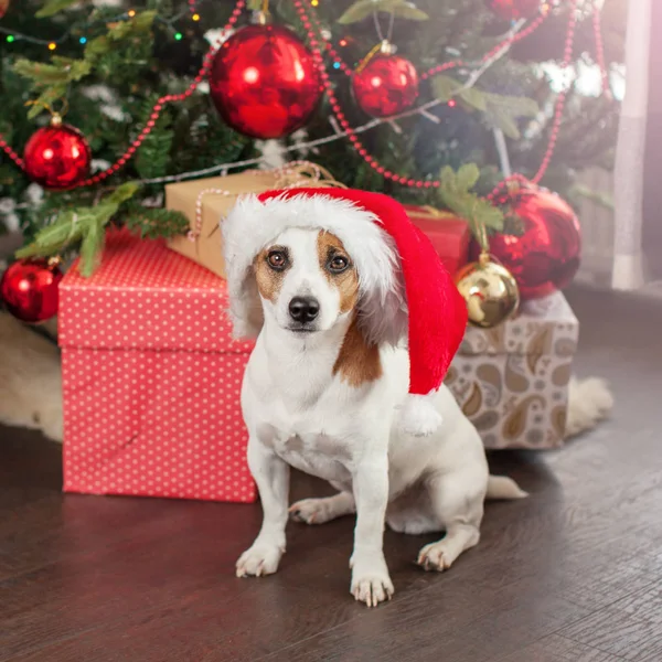 Hund in der Nähe von Weihnachtsbaum — Stockfoto