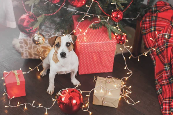 クリスマスツリー近くの犬 — ストック写真