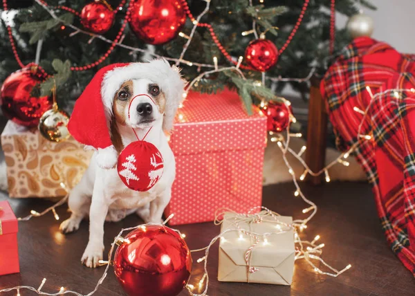 Noel ağacının yanındaki köpek.