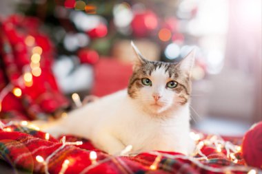 Kedi Noel ağacı yakınındaki. Mutlu yeni yıl ve mutlu Noeller
