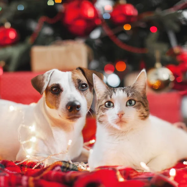 Dog and cat in christmas decoration. Happy new year and merry Christmas!