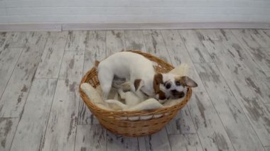 İki köpek evde oynamak