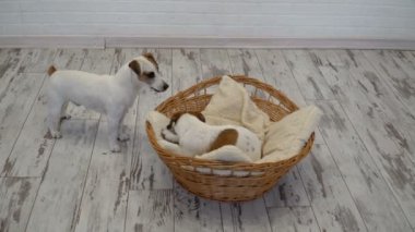 İki köpek evde oynamak
