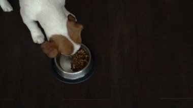 Köpek kaseden yemek yeme. Evde evde beslenen hayvan