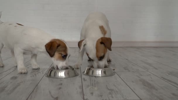 Две собаки едят пищу из миски — стоковое видео