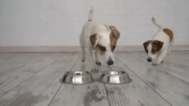 Köpek köpek yavrusu Bowl izin vermez