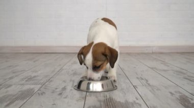 köpek kaseden yemek yeme