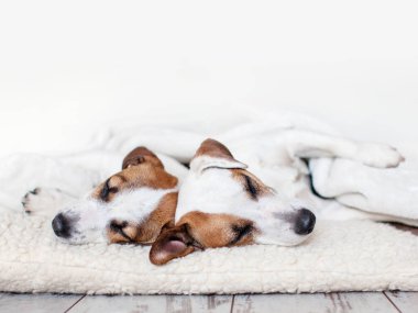 Katta uyuyan köpekler