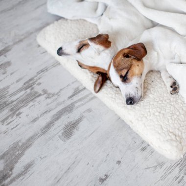 Katta uyuyan köpekler