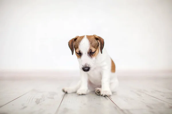 Puppy sitting on floor — Stock Photo, Image