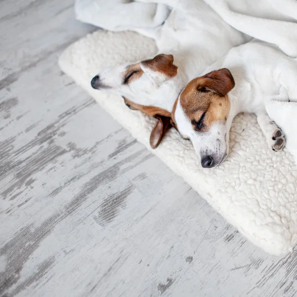 Собаки спят на полу — стоковое фото
