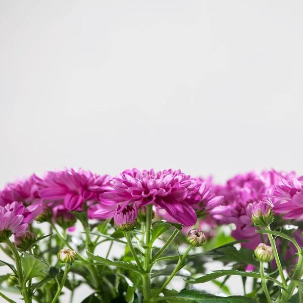 Flower in pot — Stock Photo, Image