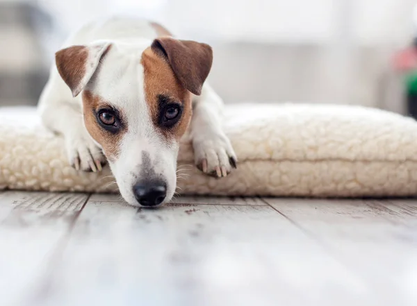 Perro triste en casa — Foto de Stock