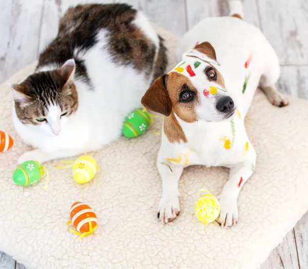 Dog and cat with easter eggs — Stock Photo, Image