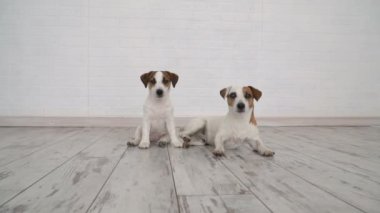 İki köpek evde oturuyor.