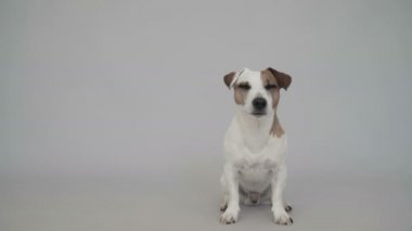 Köpek evde oturuyor.