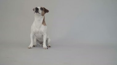 Akıllı köpek bir takla yok