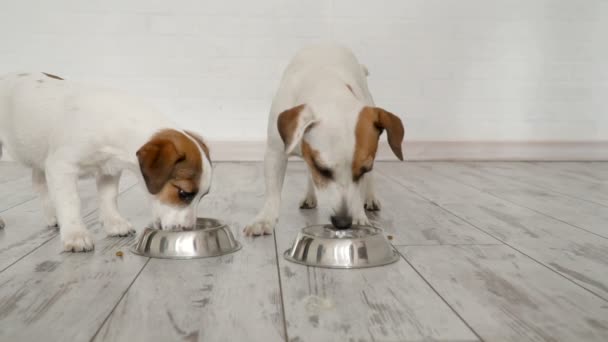 Δύο σκυλιά τρώνε τροφίμων από μπολ — Αρχείο Βίντεο