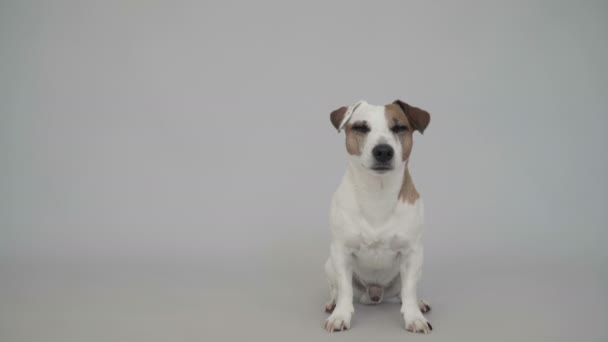 Hund som sitter hemma — Stockvideo