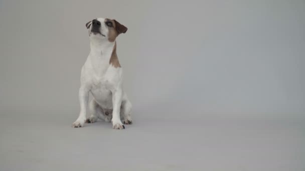 Умная собака делает сальто — стоковое видео