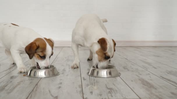 Deux chiens mangeant de la nourriture du bol — Video