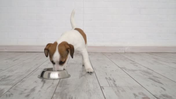 Hond eten uit kom — Stockvideo