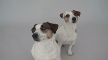 İki köpek evde oturuyor.