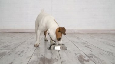 köpek kaseden yemek yeme