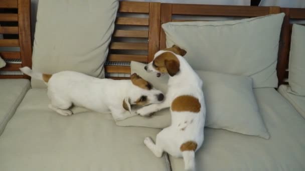 Dos perros jugando en casa — Vídeos de Stock